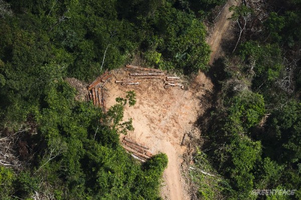 Amazon Rainforest Documentation